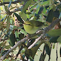 Phylloscopus sibilatrix (Pouillot siffleur)