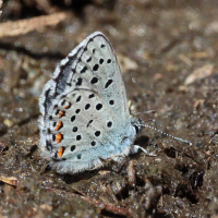 Pseudophilotes baton (Azuré du thym)