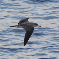 Calonectris diomedea (Puffin de Scopoli)