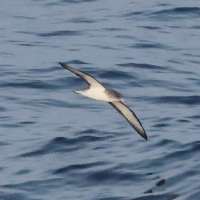 puffin_de_scopoli_-_calonectris_diomedea2bd (Calonectris diomedea)