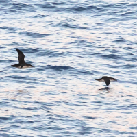 Puffinus yelkouan (Puffin yelkouan)