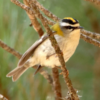 Regulus ignicapilla (Roitelet triple bandeau)