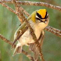 roitelet_triple_bandeau_-_regulus_ignicapilla2md (Regulus ignicapilla)