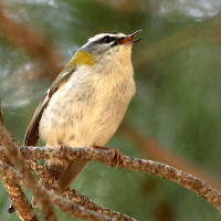 roitelet_triple_bandeau_-_regulus_ignicapilla3md (Regulus ignicapilla)