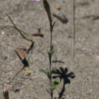 Silene sericea (Silène soyeux)
