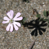 silene_sericea2md (Silene sericea)