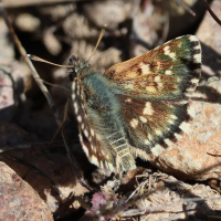 Spialia therapne (Hespérie corse)