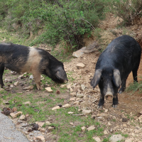 Sus domesticuq (Porc de Corse, Porcu nustrale)