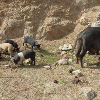 sus_domesticus-corse3md (Sus domesticuq)