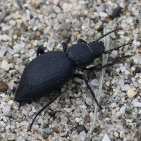 Tentyria ramburi (Tentyrie, Ténébrion)