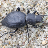 tentyria_ramburi2md (Tentyria ramburi)
