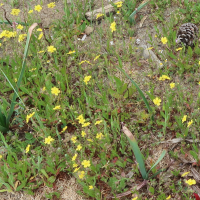 tuberaria_guttata1md (Tuberaria guttata)