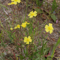 tuberaria_guttata2md (Tuberaria guttata)