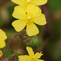 tuberaria_guttata3md (Tuberaria guttata)