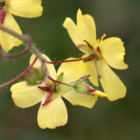 tuberaria_guttata4md (Tuberaria guttata)