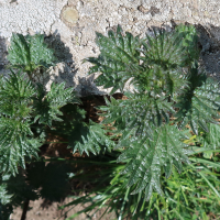 urtica_atrovirens1md (Urtica atrovirens)