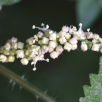 urtica_atrovirens2md (Urtica atrovirens)