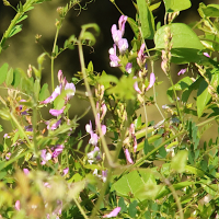 vicia_altissima1md (Vicia altissima)