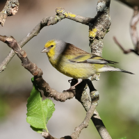 Carduelis corsicana (Venturon corse)