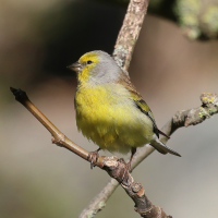 venturon_corse_-_carduelis_corsicana2bd (Carduelis corsicana)
