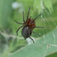 agelena_labyrinthica_juv1bd (Agelena labyrinthica)