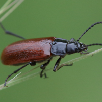 omophlus_lepturoides4bd (Omophlus lepturoides)