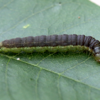 Phycita meliella (Phycide de Brussa)