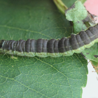 phycita_meliella2md (Phycita meliella)