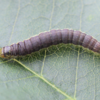phycita_meliella3md (Phycita meliella)