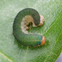 Allantus togatus (Tenthrède)