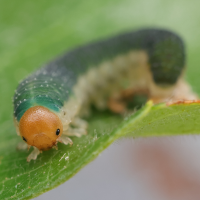 allantus_togatus_larv2md (Allantus togatus)