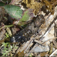 ontholestes_murinus4mv (Ontholestes murinus)