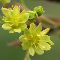 acer_platanoides2bmd (Acer platanoides)