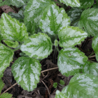 Lamium galeobdolon (Lamier jaune, Ortie jaune)