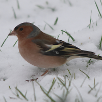 pinson_des_arbres_-_fringilla_coelebs9md (Fringilla coelebs)