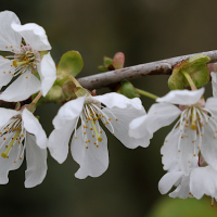 prunus_avium3 (Prunus avium)