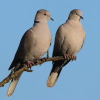 tourterelle_turque_-_streptopelia_decaocto5bd (Streptopelia decaocto)