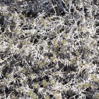 Euploca humilis (Tourneforcie naine)