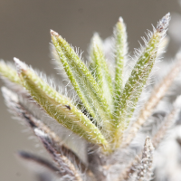 euploca_humilis2md (Euploca humilis)