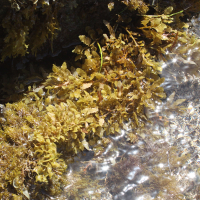 Sargassum sp. (Sargasse)