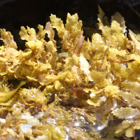 sargassum_sp2md (Sargassum sp.)