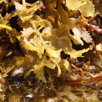 sargassum_sp3md (Sargassum sp.)