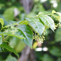 Aegiphila martinicensis (Bois cabrit, Capaillot)