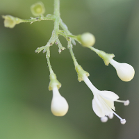 aegiphila_martinicensis2md (Aegiphila martinicensis)