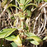 enicostema_verticillatum3md (Enicostema verticillatum)