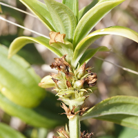 enicostema_verticillatum4md (Enicostema verticillatum)
