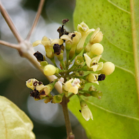aegiphila_martinicensis3md (Aegiphila martinicensis)