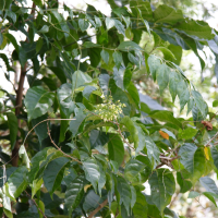 aegiphila_martinicensis4md (Aegiphila martinicensis)