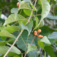 aegiphila_martinicensis5md (Aegiphila martinicensis)