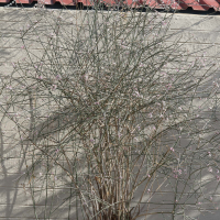 euphorbia_xanti1mdmd (Euphorbia xanti)